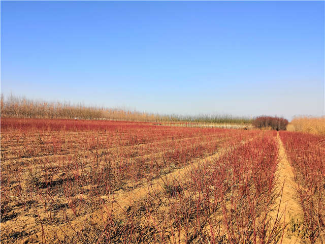 红瑞木种植基地实拍
