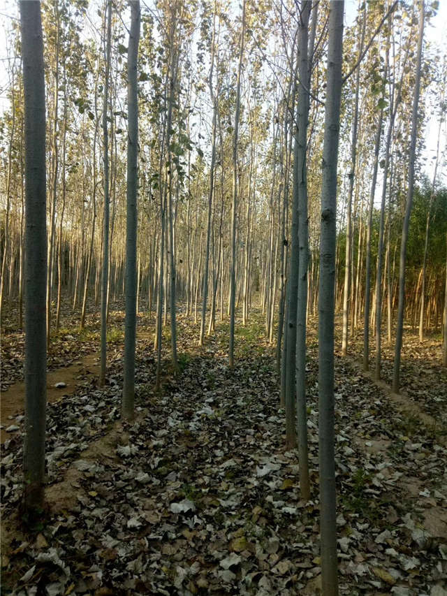 毛白杨种植基地实拍