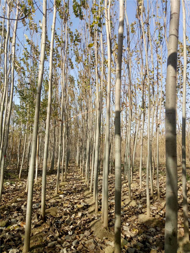 毛白杨种植基地实拍