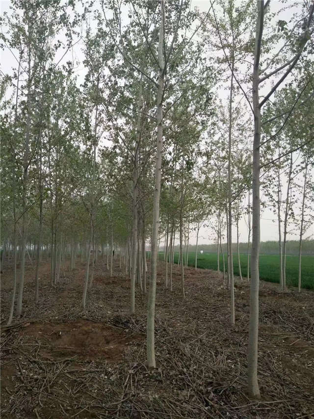 毛白杨种植基地实拍