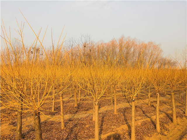 矮接金枝槐照片种植基地实拍