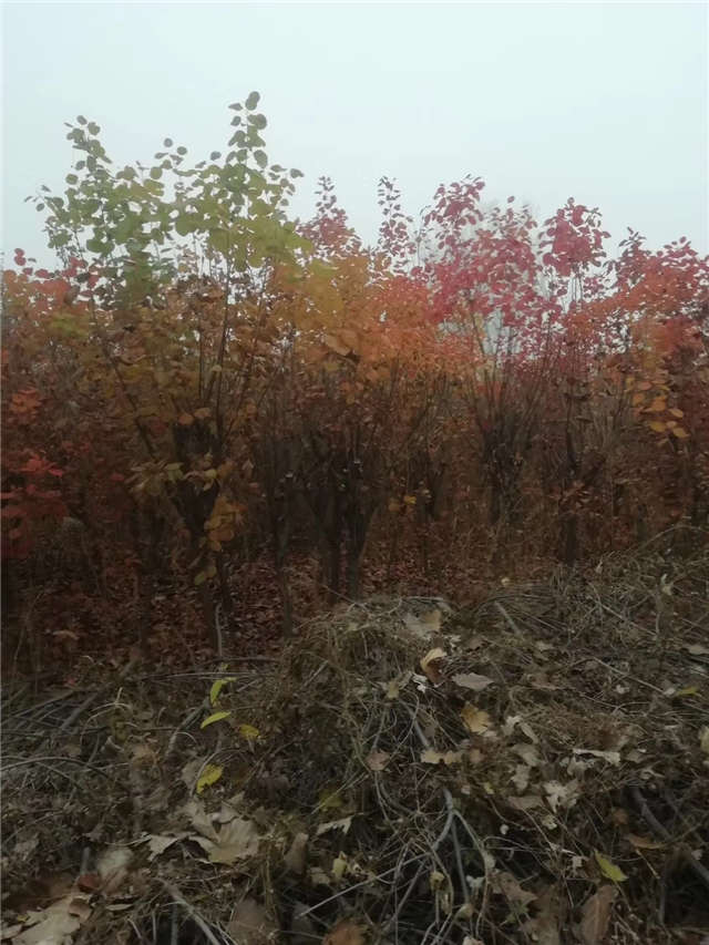 黄栌照片种植基地实拍