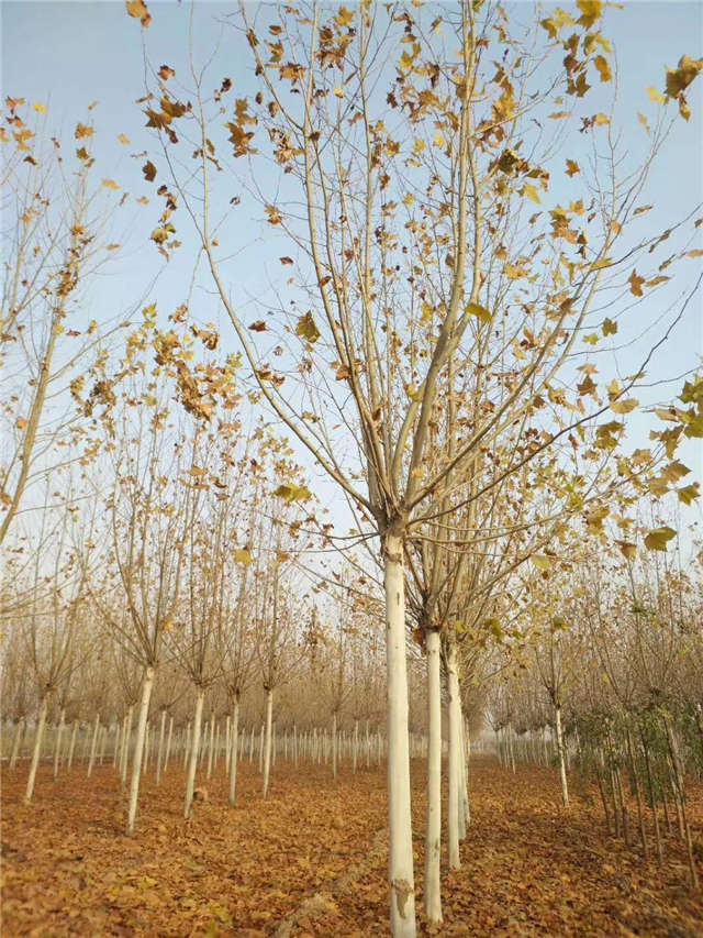 可以种植在河道清淤护坡工程的法桐