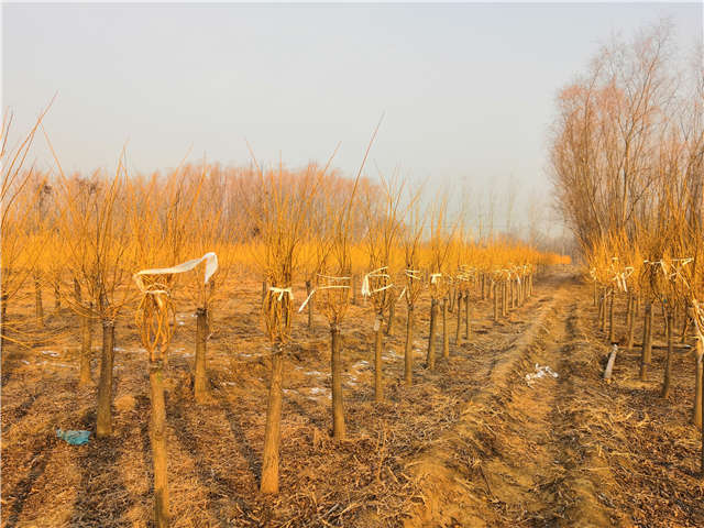 保定大赢家体育(中国)科技有限公司内种植的金枝槐苗圃实拍