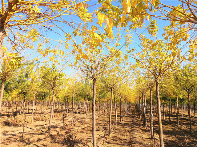 保定大赢家体育(中国)科技有限公司内种植的金枝槐苗圃实拍