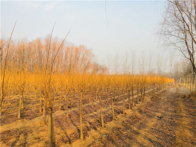 保定大赢家体育(中国)科技有限公司内种植的金枝槐苗圃实拍