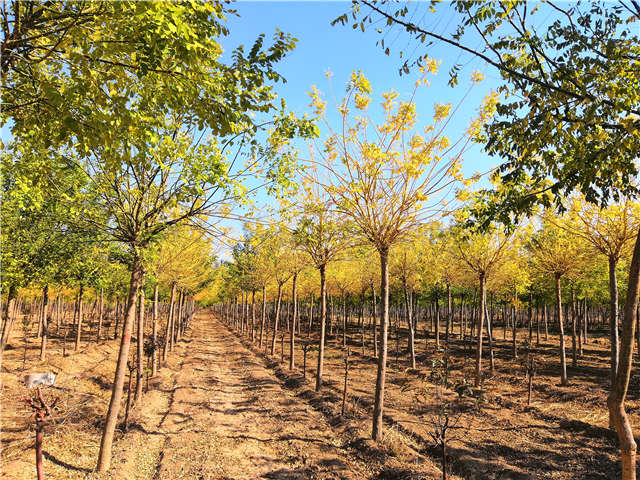 保定大赢家体育(中国)科技有限公司内种植的金枝槐苗圃实拍