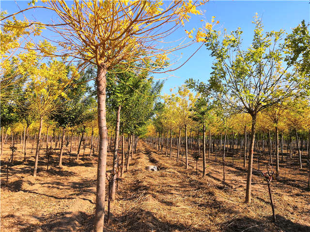 保定大赢家体育(中国)科技有限公司内种植的金枝槐苗圃实拍