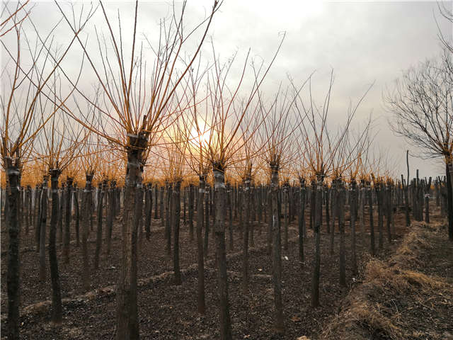 保定大赢家体育(中国)科技有限公司内种植的金枝槐苗圃实拍