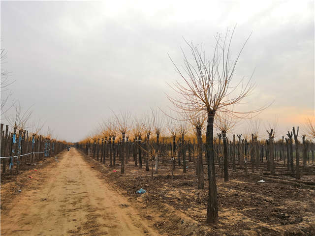 保定大赢家体育(中国)科技有限公司内种植的金枝槐苗圃实拍