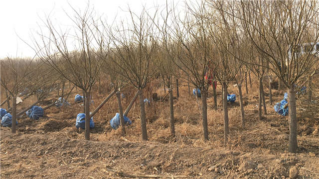 金叶槐种植基地实拍