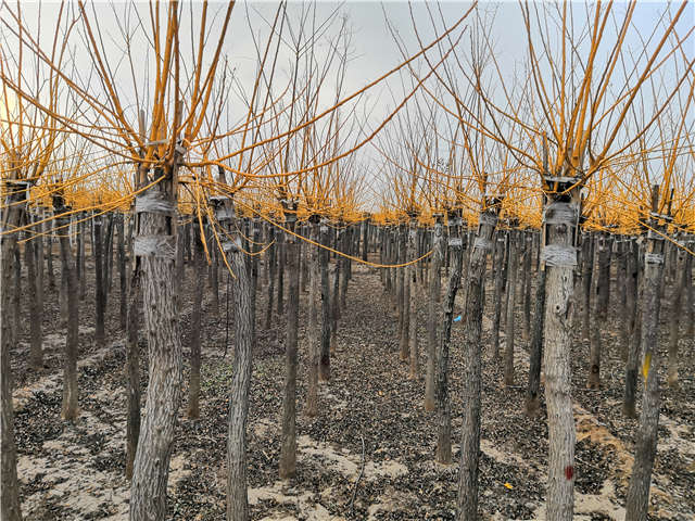 金枝槐照片种植基地实拍