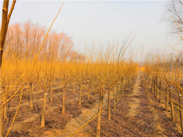 金枝槐照片种植基地实拍