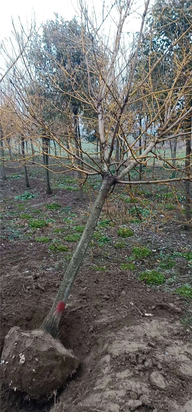 金枝槐照片种植基地实拍