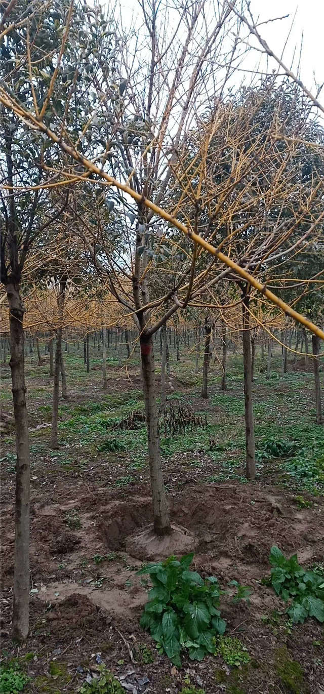 金枝槐照片种植基地实拍