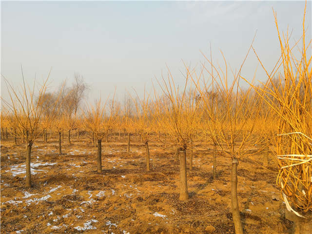 金枝槐照片种植基地实拍