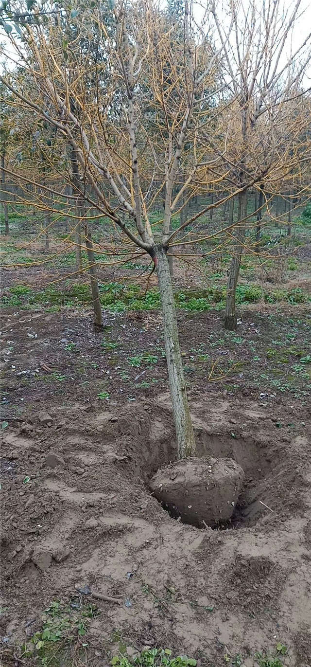 基地内所种植金枝槐可随意挑选