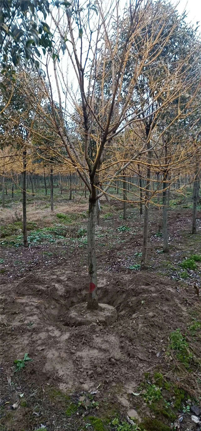 基地内所种植金枝槐可随意挑选