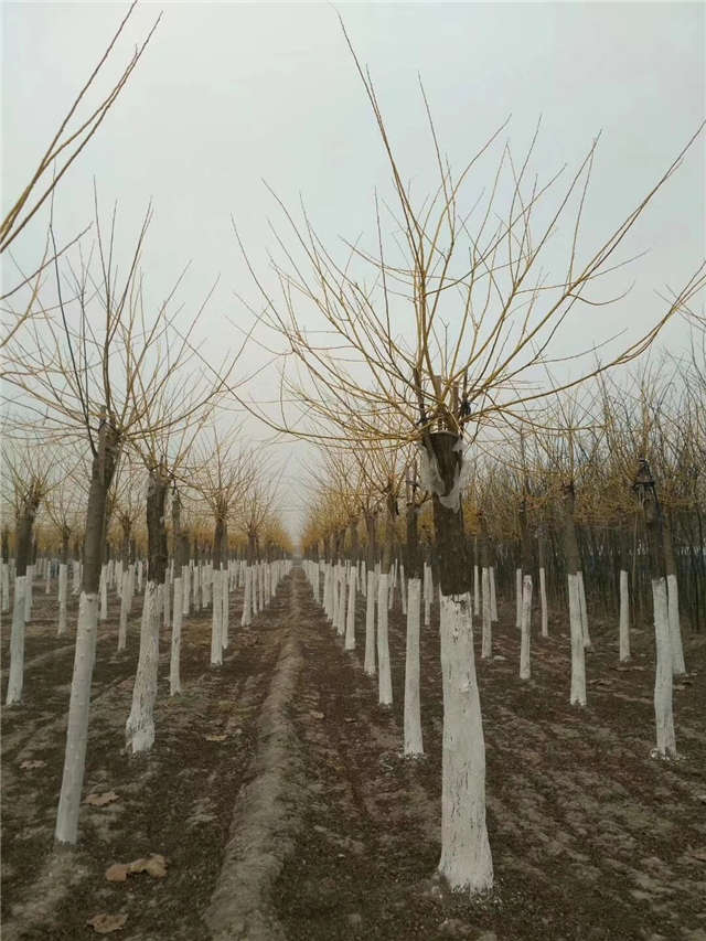 金枝槐种植基地实拍照片