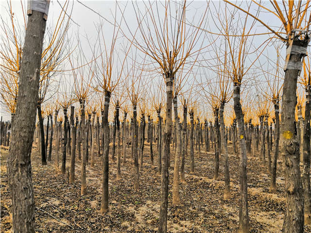 金枝槐种植基地实拍照片