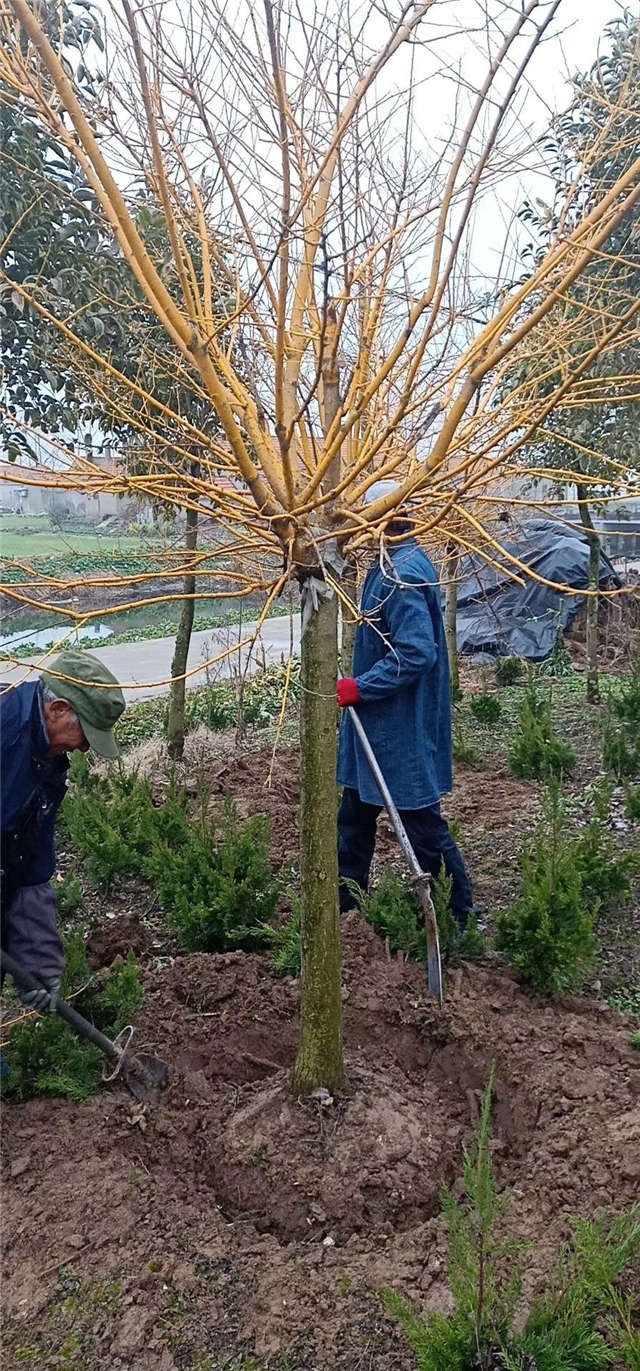 6-8公分金枝槐种植基地实拍图片