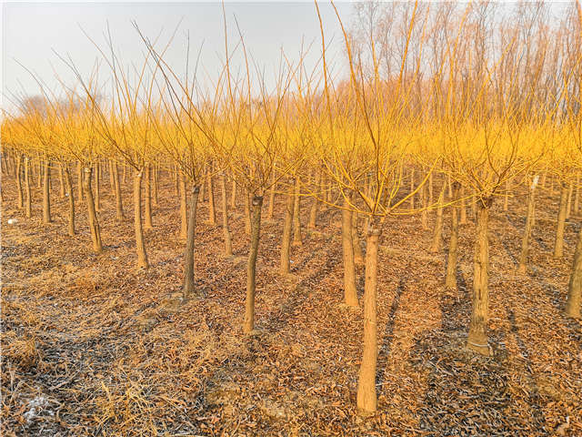 矮接金枝槐种植基地实拍图片