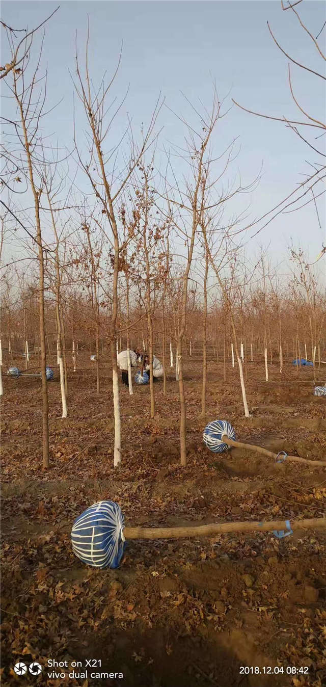 7公分五角枫种植基地实拍图片