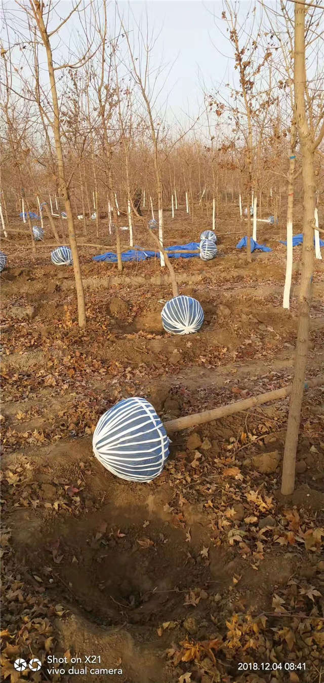 3公分五角枫种植基地实拍图片