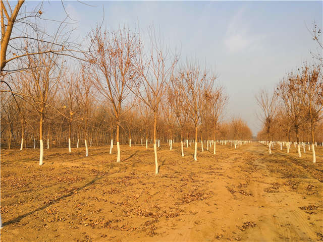 独干五角枫种植基地实拍图片