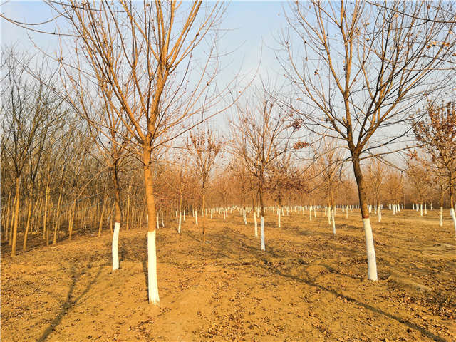 独干五角枫种植基地实拍图片