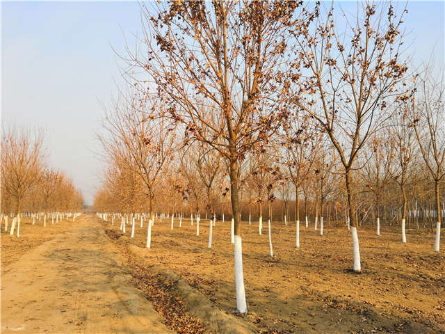 独干五角枫种植基地实拍图片