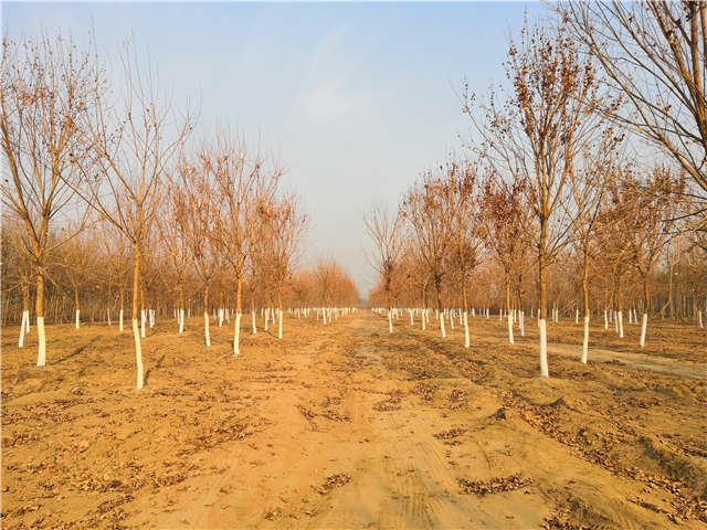 独干五角枫种植基地实拍图片