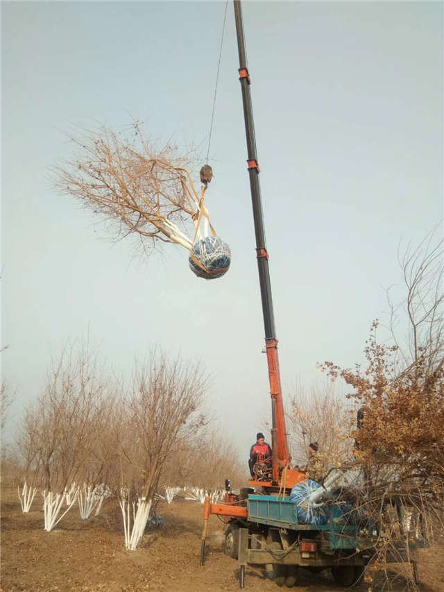 丛生五角枫种植基地实拍图片