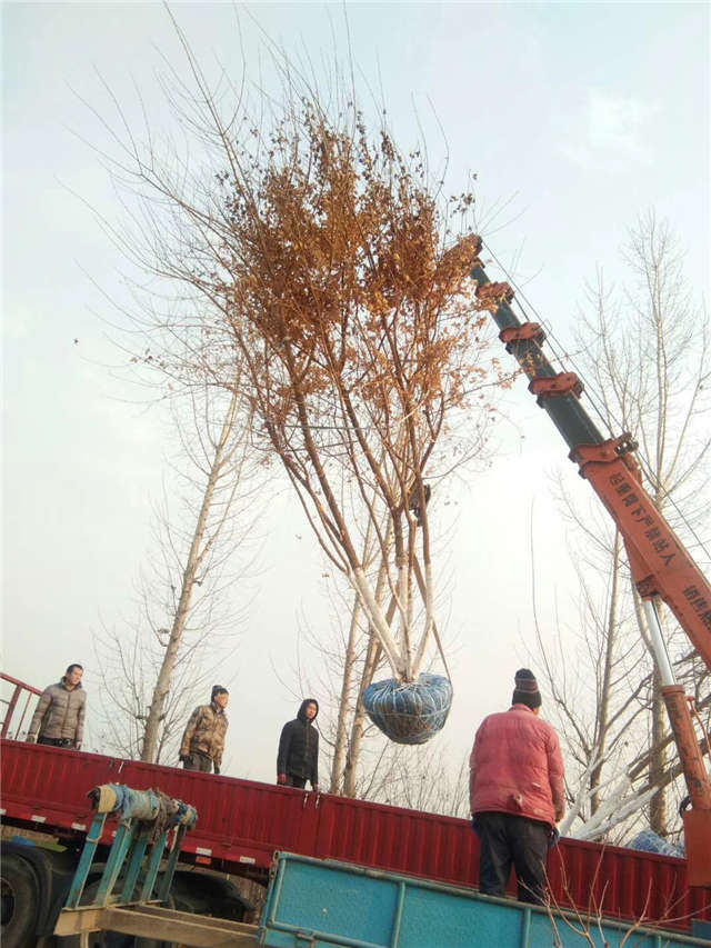 丛生五角枫种植基地实拍图片