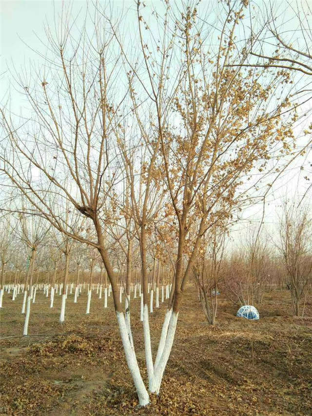 丛生五角枫种植基地实拍图片