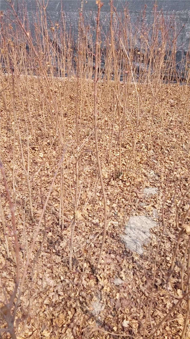 五角枫小苗种植基地实拍图片