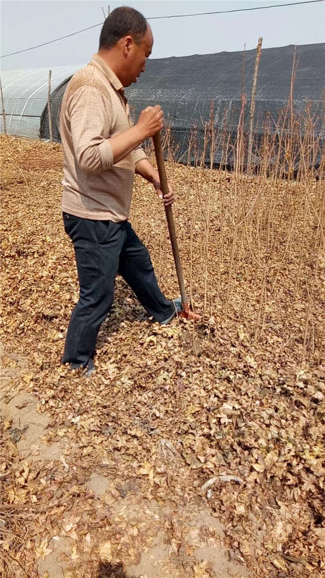 五角枫小苗种植基地实拍图片