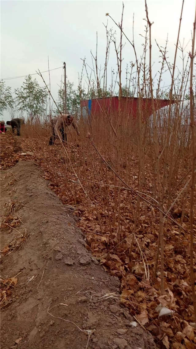 五角枫小苗种植基地实拍图片