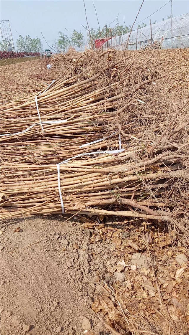 五角枫小苗种植基地实拍图片