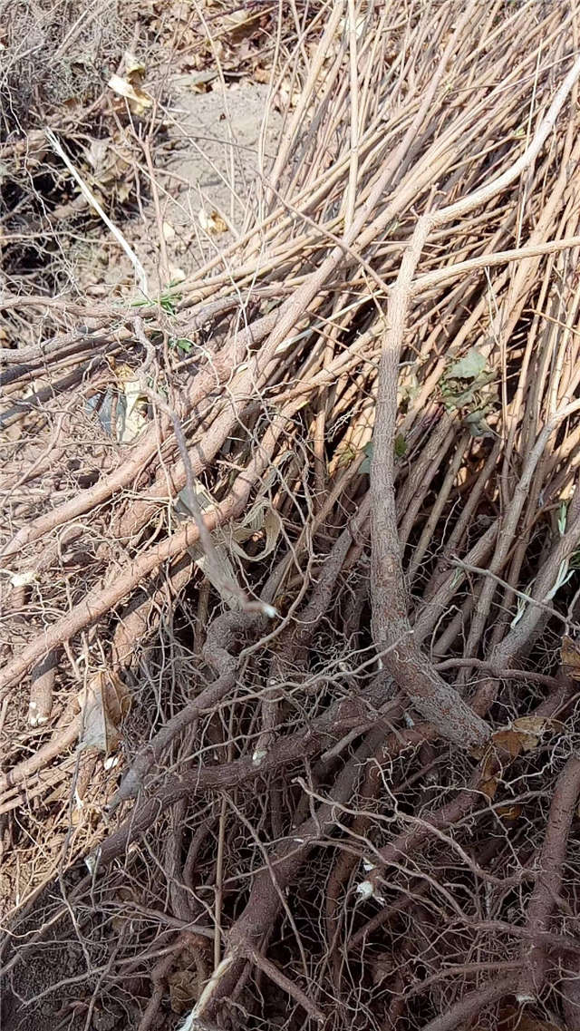 五角枫小苗种植基地实拍图片