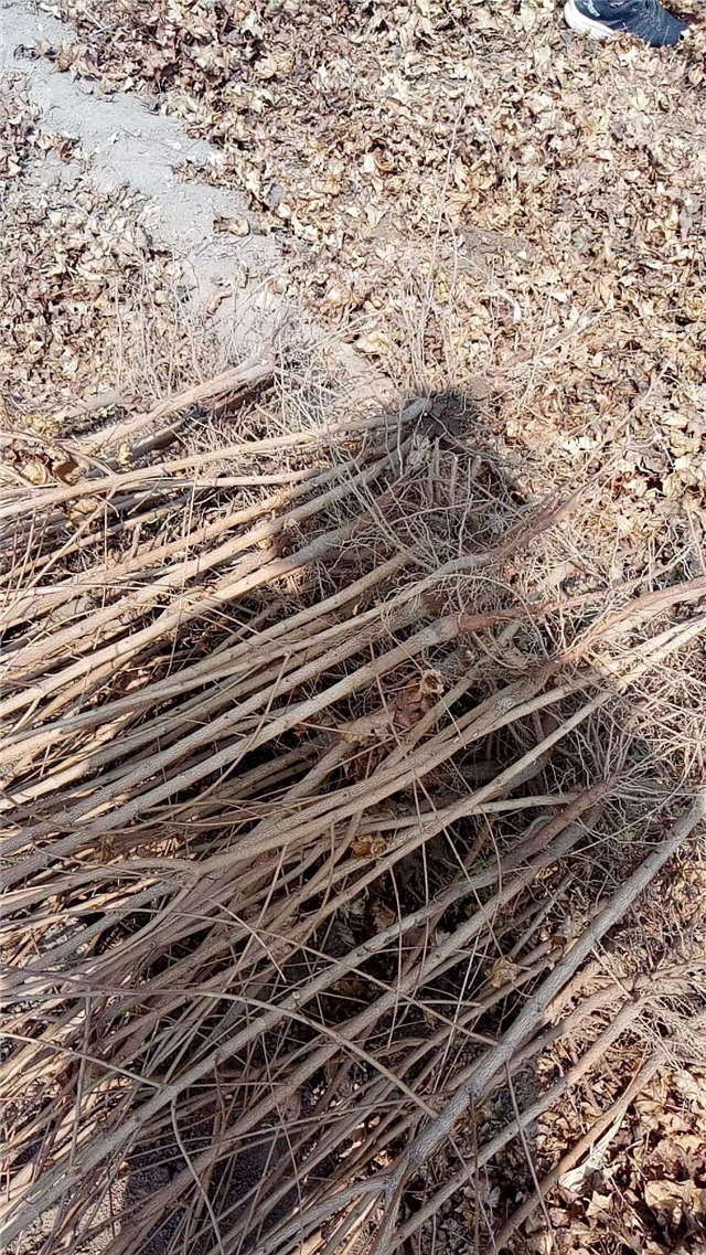 五角枫小苗种植基地实拍图片