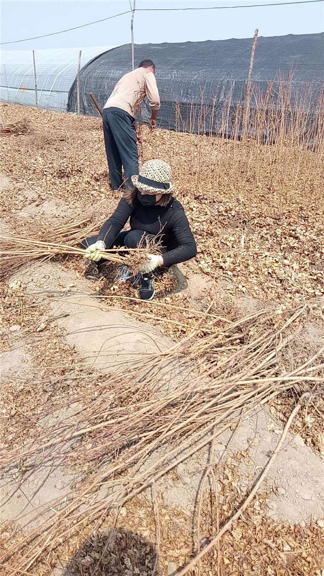 五角枫小苗种植基地实拍图片