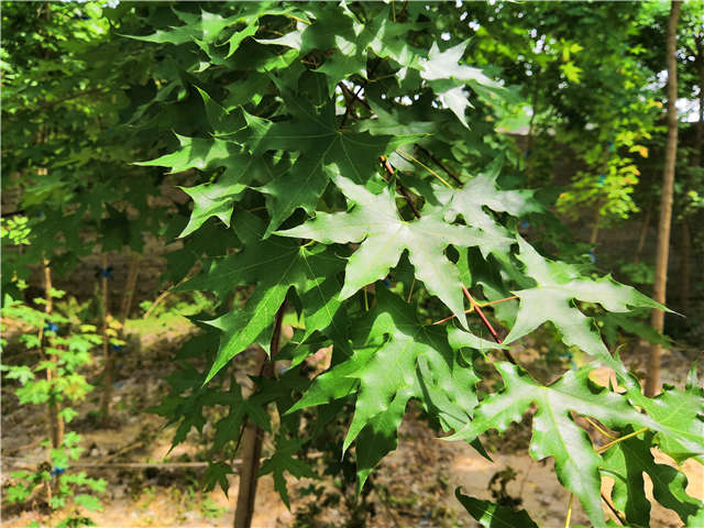 独干五角枫种植基地实拍