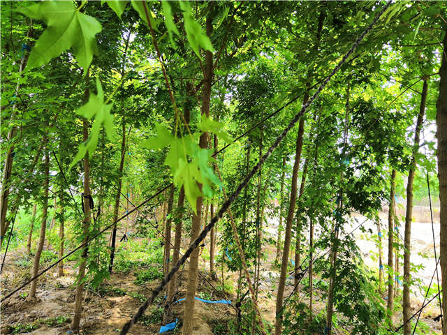 五角枫种植基地实拍图片