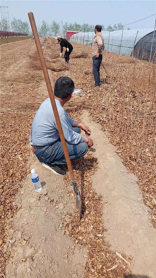 五角枫种植基地实拍图片