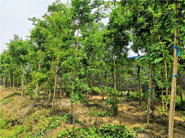 五角枫种植基地实拍图片