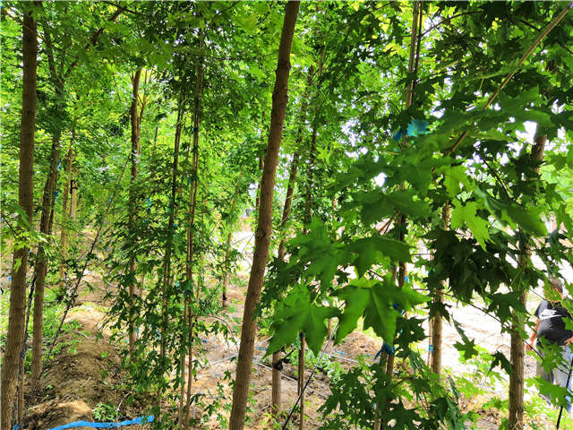 五角枫种植基地实拍图片