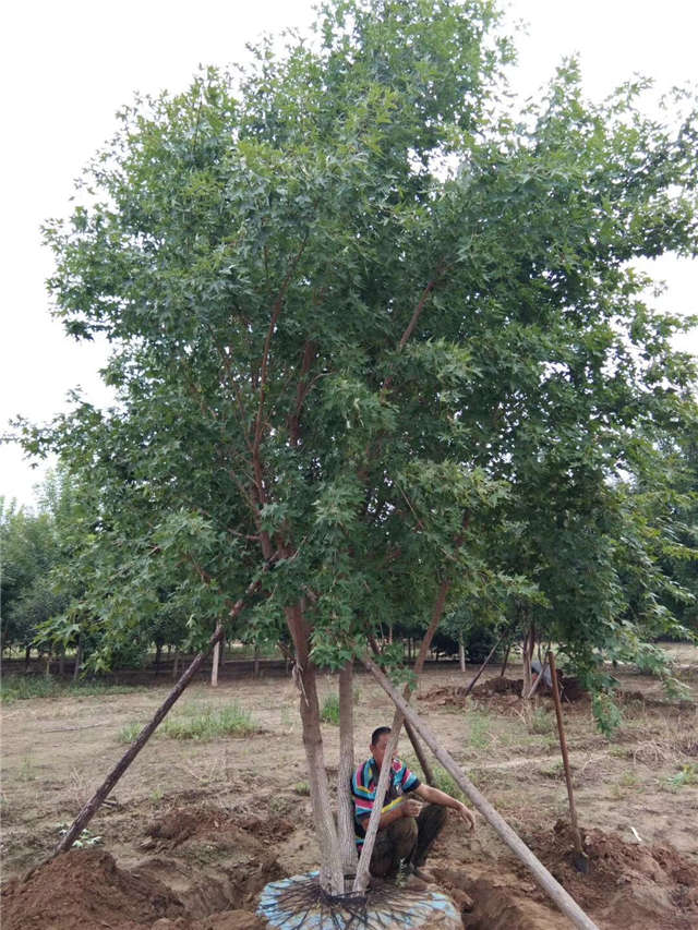 五角枫种植基地实拍图片