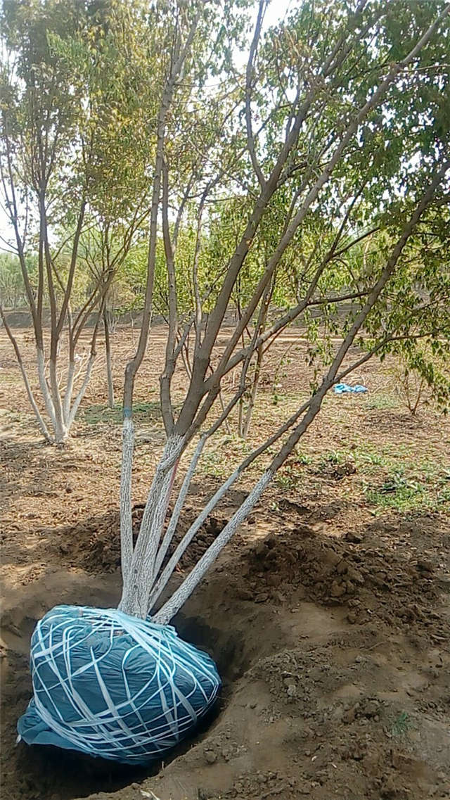 五角枫种植基地实拍图片