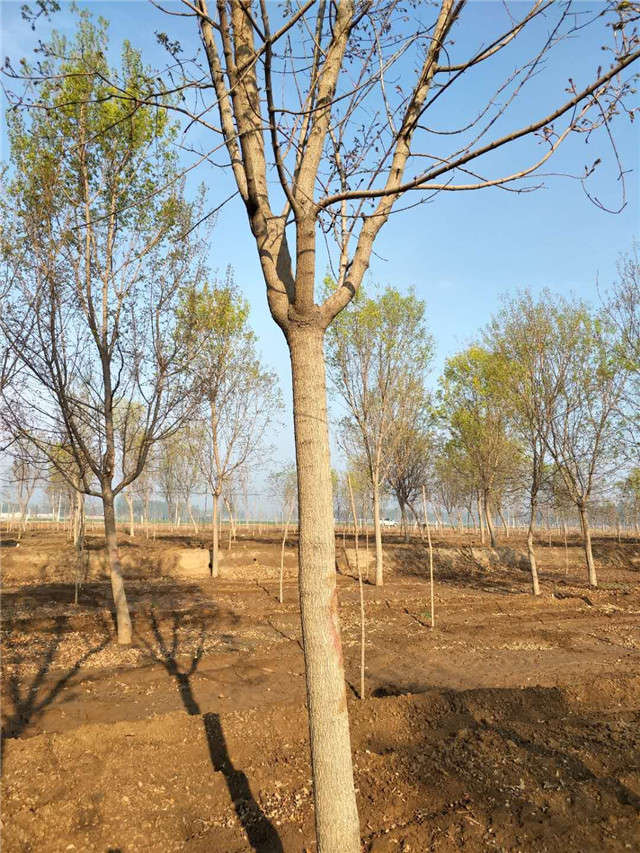 五角枫种植基地实拍图片